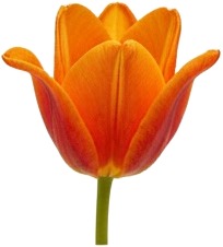 a single orange tulipacea flower.jpg
